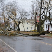 Un arbre renversé par le vent bloque une route.