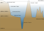 Diagrammatic cross-section of an oceanic basin, showing the relationship of the abyssal plain to a continental rise and an oceanic trench