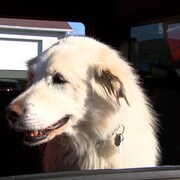 Un chien sortant d'une clinique vétérinaire à Gaspé