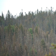 Les ravages de la tordeuse des bourgeons de l'épinette sont bien visibles dans les forêts de la Côte-Nord.