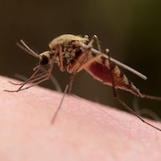 Un moustique est en train de piquer un humain.