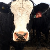 Des vaches regardent vers la caméra. Elles se tiennent dans ce qui ressemble à de la boue.