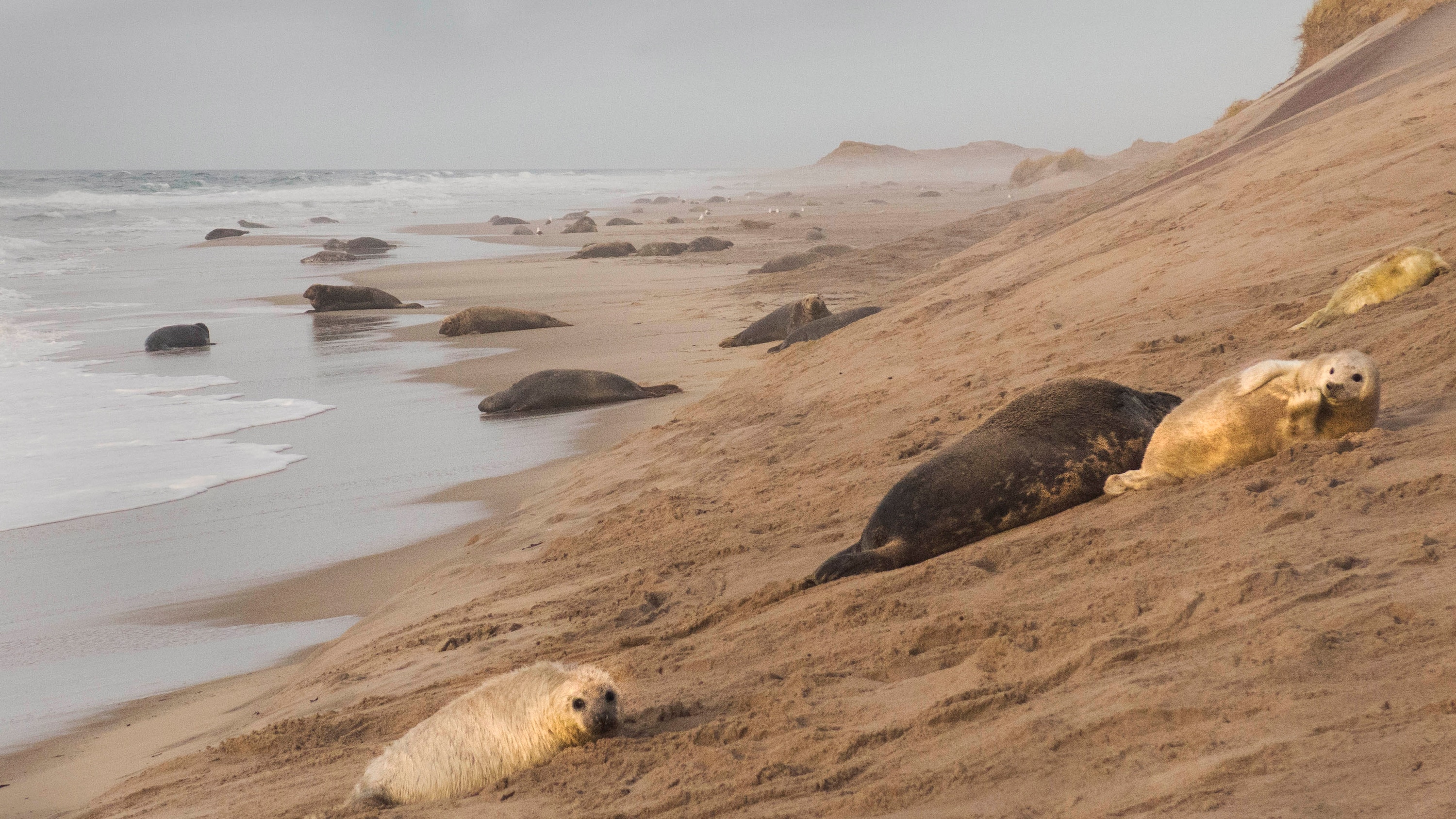 Sable Island: The perfect home for grey seals