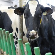 Plusieurs vaches dans une ferme