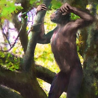 Illustration artistique d'un Danuvius guggenmosi se tenant sur ses deux jambes dans un arbre. 