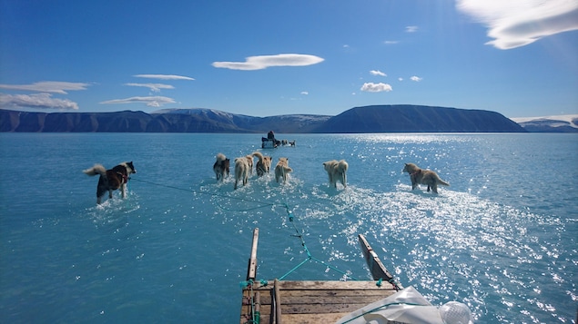 Des chiens tirent un traîneau sur la glace recouverte d'eau près de Qaanaaq au Groenland.