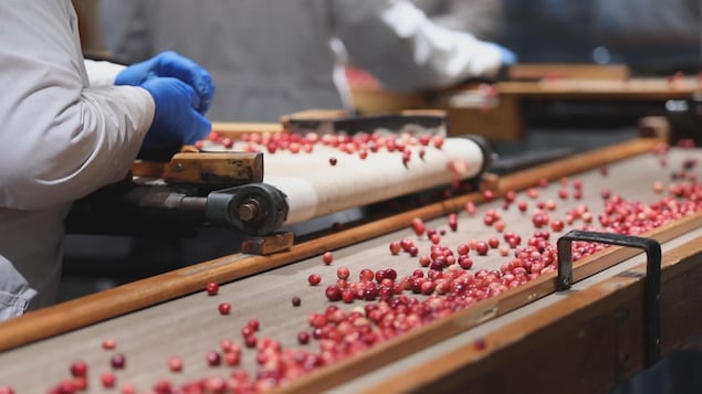 Des petits fruits rouges sur un grand tapis roulant, manipulés par des mains gantées.