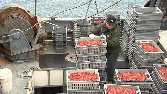 Un homme manipule des contenants remplis de crevettes sur un bateau.