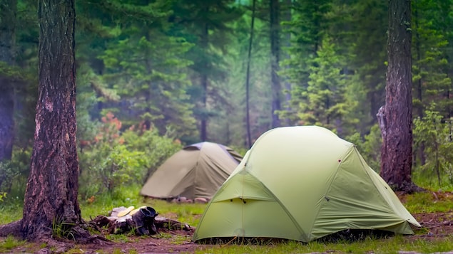 Deux tentes au milieu d'une forêt.