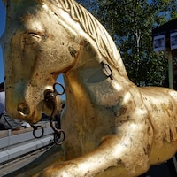 Un cheval doré attaché à une carriole sur laquelle sont accrochées des photogra
