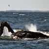 Deux baleines noires de l’Atlantique Nord respirent à la surface de la mer.