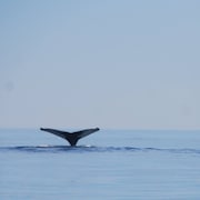 Deux queues de baleines.
