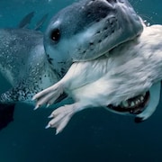 Un léopard de mer nage avec une capture dans la gueule