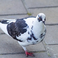 Un pigeon avec seulement une patte.