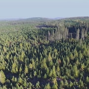 Vue aérienne d’une plantation de conifères. 