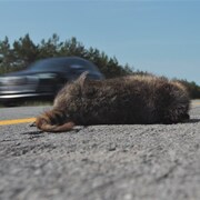 Un raton laveur mort sur l'autoroute. Une voiture passe derrière.