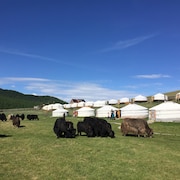 Des vaches broutant devant des yourtes, en Mongolie