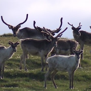 Un groupe de caribous forestiers