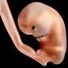 Illustration d'un fœtus humain de six semaines.