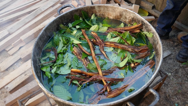 Une marmite d'ayahuasca est en préparation.
