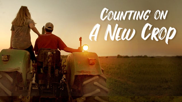 Counting on a New Crop