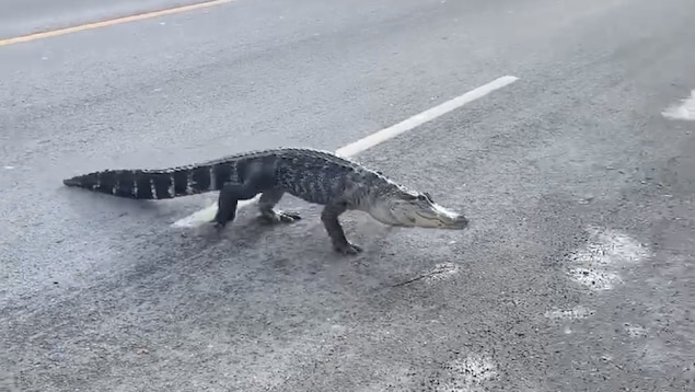 Un alligator dans la rue.