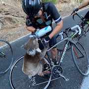 Un koala boit dans la gourde que lui tend la cycliste. 