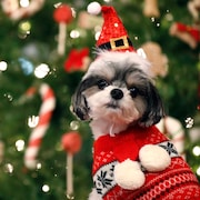 Un chien qui porte un chandail de Noël rouge et une tuque de père Noël. Il pose pour la caméra devant un arbre de Noël.