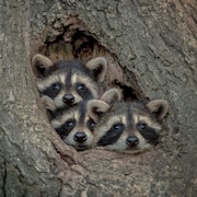 Trois raton-laveurs regardent dehors par un trou dans un arbre. 