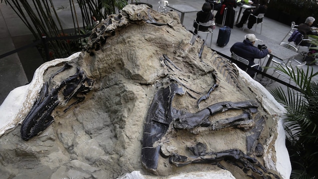 Un grand fossile de dinosaure encastré dans la pierre.
