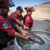 Des membres d'une équipe de sauvetage placent un saumon dans un bassin d'eau.