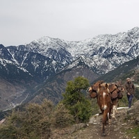 Un homme fait avancer des mules sur un passage dans la région indienne de l'Himalaya.