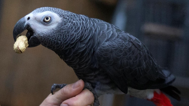 Un perroquet gris du Gabon.