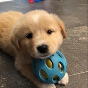 Un chien jouant avec une balle.