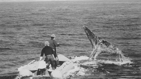 Deux hommes observent la queue d'une baleine qui sort de l'eau à bord d'un petit bateau à moteur.