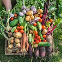 Une brouette est remplie de légumes fraîchement cultivés. 