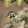 Les fauvettes sont des oiseaux aux plumes blanches, noires et jaunes. Celle-ci est perchée sur un arbre.