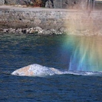 Une baleine grise dans l'eau.