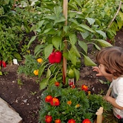 Un petit garçon accroupi devant un plant de poivrons.