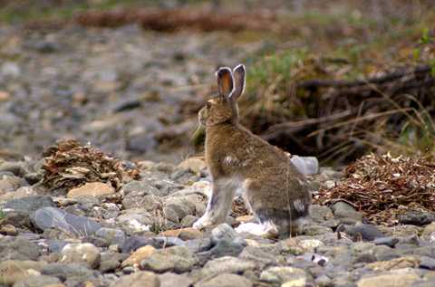 Snowshoe Hare.