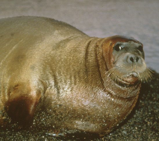 Bearded Seal.
