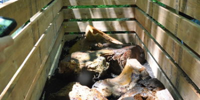 Morceaux de baleine dans un contenant de compostage.