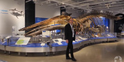 A museum employee poses in front a blue whale skeleton in the water gallery.