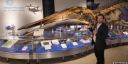 Un employé du Musée pose devant un squelette de rorqual bleu dans la Galerie de l'eau.