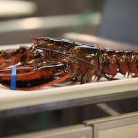 Un homard complet est déposé sur le plateau d'une balance avec les pinces attachées. 