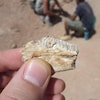 Une main tient un fossile.