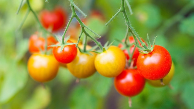 Une photo prise de plusieurs tomates rouges et jaunes dans un jardin.