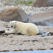 Un ours polaire allongé avec une proie entre ses griffes.