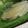 Une grenouille vert pâle blottie dans le fond d'un poivron.