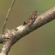 Un papillon de la tordeuse des bourgeons de l'épinette sur une branche.